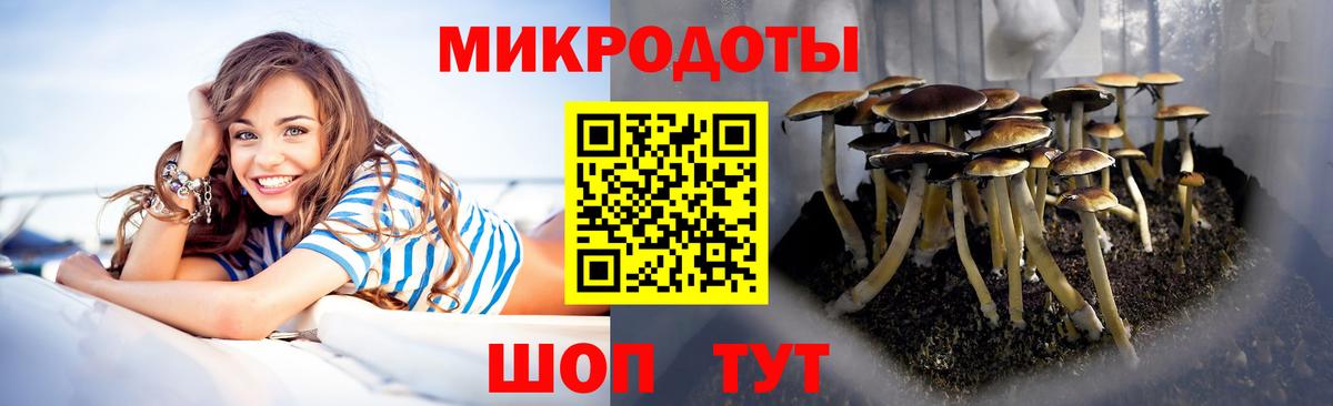 Псилоцибиновые грибы Psilocybe  Усть-Илимск 